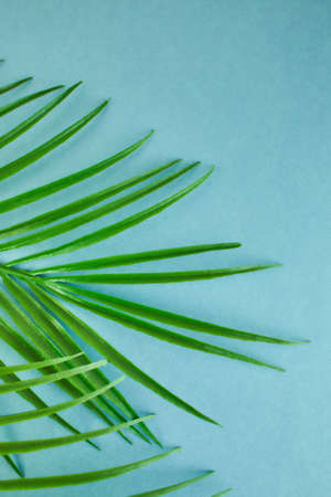 Green leaf of palm tree isolated on blue background.