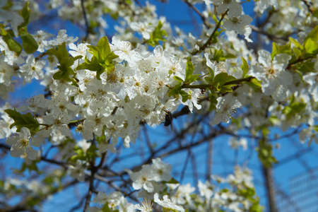 Blossoming branch of an apple-tree in a garden.の写真素材