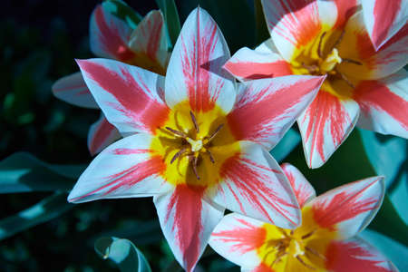Vivid red  tulips with variegated leaves bloom in a garden in a spring day, beautiful outdoor floral...