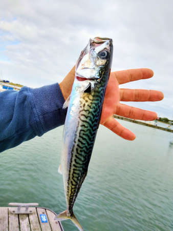 Fisherman hand with Cod fish against background of sea.の写真素材