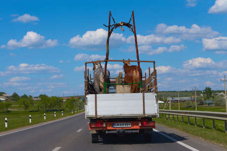 Transportation of two horses by trailer. View from back.