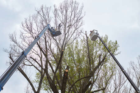 Tree pruning and sawing by a men with a chainsaw, standing on a platform of a mechanical chair lift, on high altitude. Branches, timbers and sawdust falling.のeditorial素材