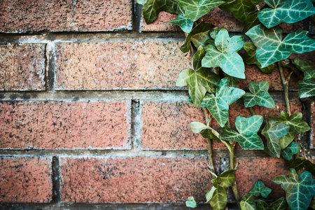 Old weathered brick wall half overgrown with ivy with green leavesの写真素材