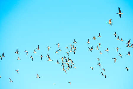 Geese migration. Flock of Canadian geese and mallard ducks flying in the sky.の写真素材