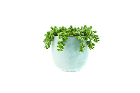 Succulent plant in pot on white background. Style interior decoration.の写真素材