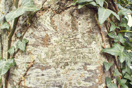Ivy vines climbing tree trunk on green background.の写真素材
