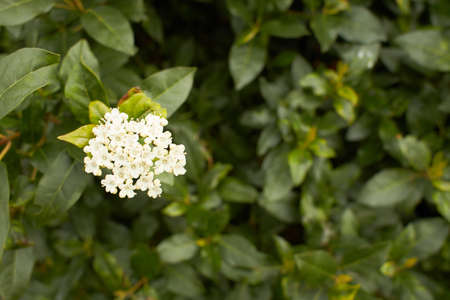 Close up of wild white flower on green background.の写真素材
