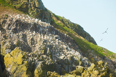 Colony of northern garnet on the rock of island in Ireland. Wild bird in the wild.