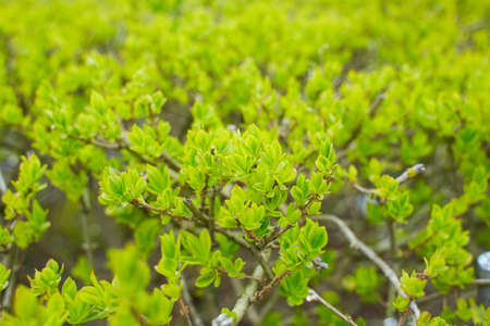 Vibrant boxwood bush texture. Light green bush texture. Green shrub in the garden for background and...