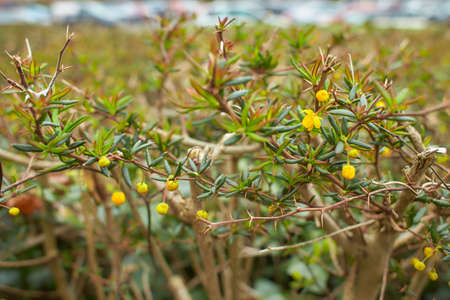 Berberis thunbergii japanese barberry ornamental flowering shrub, group of beautiful small yellow...
