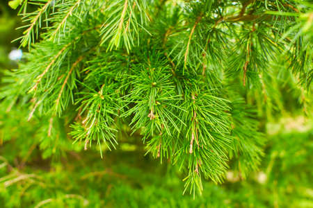 Detail of fir needle at blurred background. branch, macro