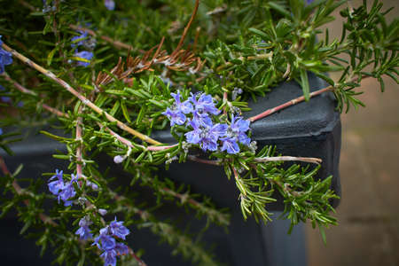 Blooming blue flowers close-up, green summer. Nature, plants, botany, gardening.の写真素材