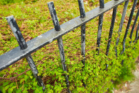 Black iron fence with green leaf of shrub tree growing in natural garden