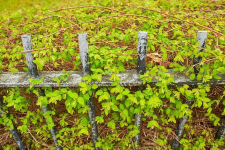 Black iron fence with green leaf of shrub tree growing in natural gardenの写真素材