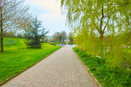 Green grass green trees in the beautiful park.