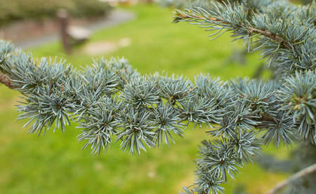 Detail of fir needle at blurred background. branch, macroの写真素材
