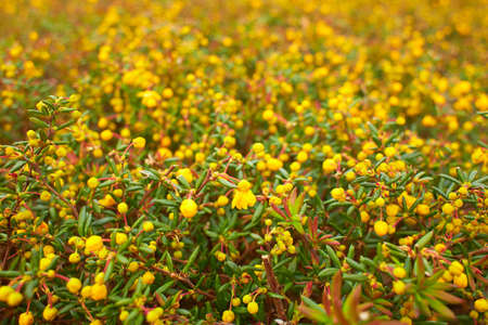 Berberis frikartii branch. Thorny branches of berberis frikartii with bright yellow flowers.の写真素材