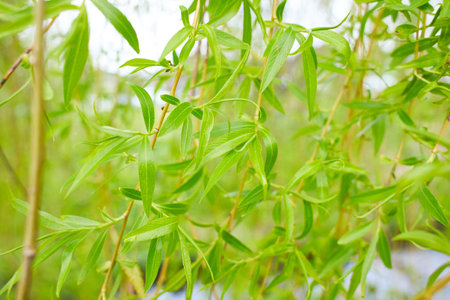 Willow branches on the nature.