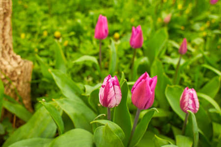 Vivid pink tulips with green leaves bloom in a garden in a spring day, beautiful outdoor floral...