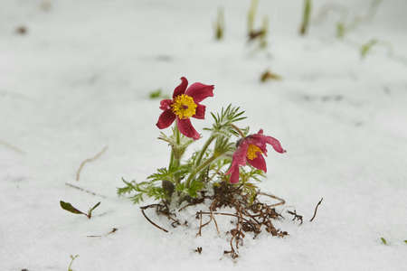 Hailstones in blooming flowers. The strong thunderstorms during warm weather in Summer. Hailstones...