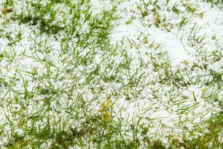 Hailstones falling over green yard. The strong thunderstorms during warm weather in Summer....