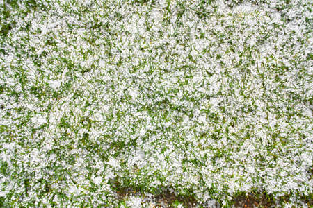 Hailstones falling over green yard. The strong thunderstorms during warm weather in Summer. Hailstones on the grass after hailstorm.の写真素材