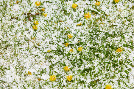 Hailstones in blooming flowers. The strong thunderstorms during warm weather in Summer. Hailstones on the grass after hailstorm.の写真素材