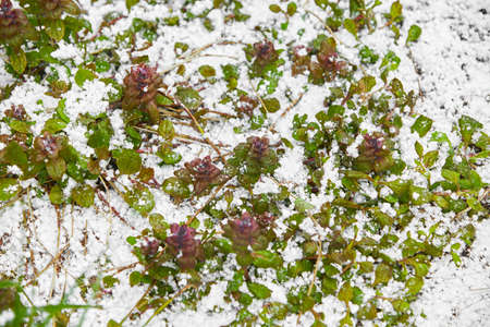 Hailstones in blooming flowers. The strong thunderstorms during warm weather in Summer. Hailstones...