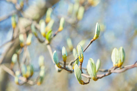 A buds shot with a beautiful bokeh. New growth budding out in forest.の写真素材