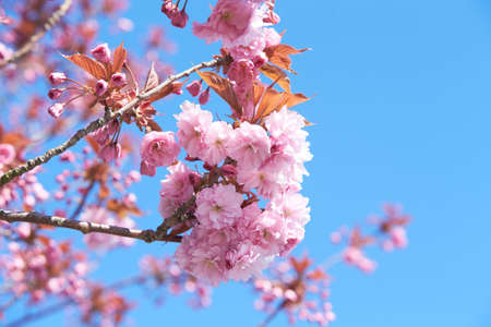 Close up branch with pink sakura blossoms. Soft and blur conception.