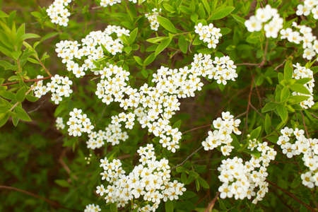 Spiraea vanhouttei meadowsweet ornamental shrub in bloom, group of bright white flowering flowers on...