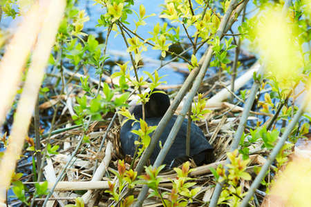 Coot sitting at reed nest on water. Outdoor water scenery at sunset time.の写真素材