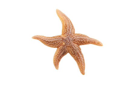 A red sea star isolated on white background. The Common Caribbean starfish (Oreaster reticulatus).の写真素材