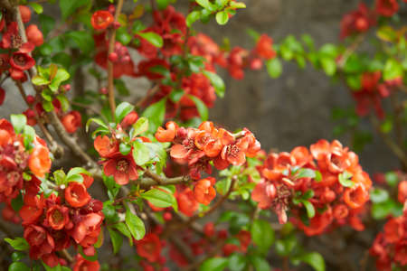 Chinese quince blossom in spring. Red Japanese quince blooms in springtime on Stone Wall. Red...