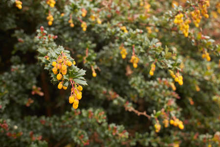 Berberis frikartii branch. Thorny branches of berberis frikartii with bright yellow flowers.の写真素材