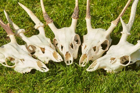 Deer head trophy collection on green grass.の写真素材
