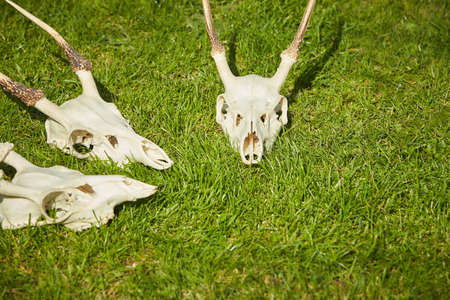 Deer head trophy collection on green grass.の写真素材