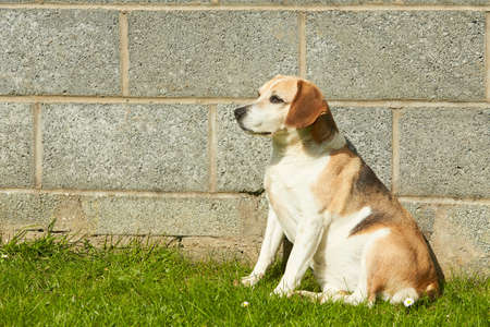 A dog is tanning in the sunの写真素材