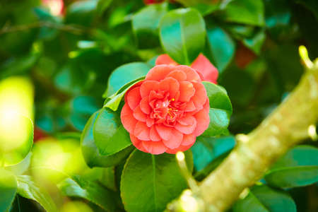 Red Camellia japonica "Spring Festival" flowers with green leaves. Camellia bloom on Bush in the garden, close up.の写真素材