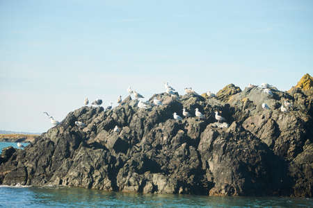 Colony of northern garnet on the rock of island in Ireland. Wild bird in the wild.