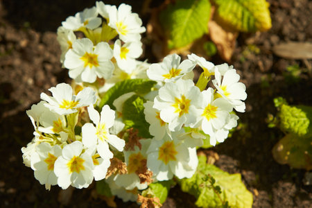 A bouquet of bright color primrose in spring. Blurred Primrose (primula vulgaris) blossom. Yellow and orange flower.の写真素材