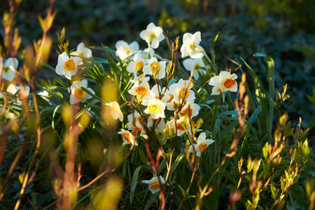 Vivid white, yellow tulips with variegated leaves bloom in a garden in a spring day, beautiful outdoor floral background photographed with soft focus.の写真素材
