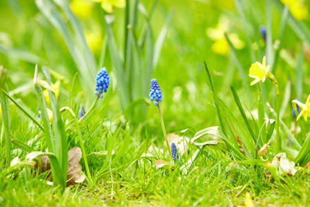 Muscari armeniacum cultivated spring grape hyacinth flowers in bloom, bunch of dark blue flowering...