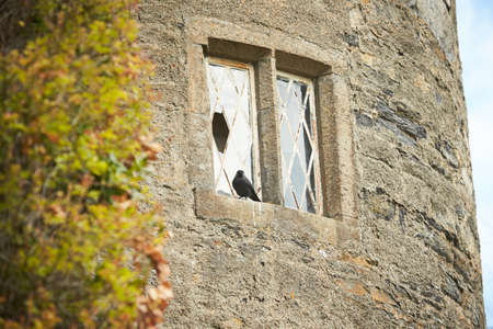 A black Crow on the window of Malahide Castle and Gardens. Irelandのeditorial素材