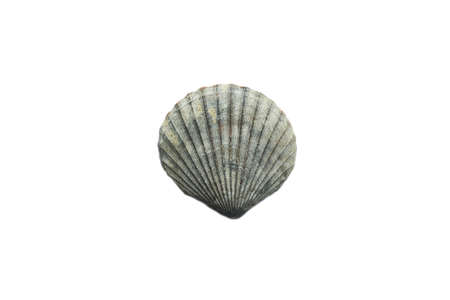 Sea shell isolated on white background. Shell, Seashell or Conch isolated on white Background as...