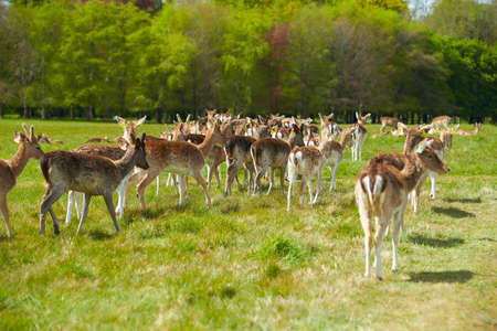 Wild Irish fauna, a herd of wild deer which roam and graze in Phoenix Park, Dublin, Irelandの写真素材