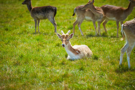 Wild Irish fauna, a herd of wild deer which roam and graze in Phoenix Park, Dublin, Irelandの写真素材
