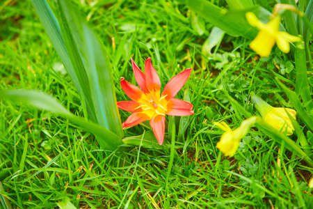 Blooming unusual mini tulip in a flower garden. Selective focus. Close up view of blooming tiny mini tulip with unusual green leaf in spring garden outdoors.の写真素材