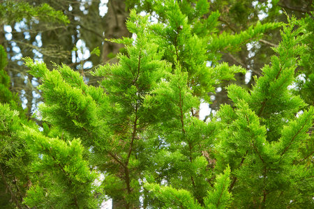Close up of green cypress tree