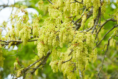 A beautiful view of clusters of maple tree flower blossom from buds to open flowers at the end of a branch.の写真素材